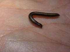 Anaulaciulus tonginus