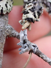 Erioderma sorediatum