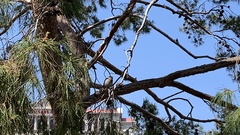 Passer domesticus