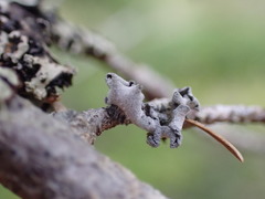 Erioderma sorediatum