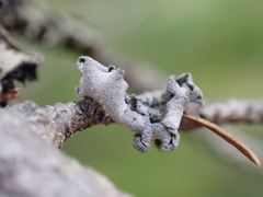 Erioderma sorediatum