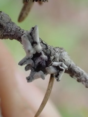 Erioderma sorediatum