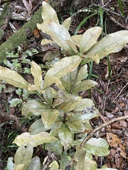 Alseuosmia macrophylla