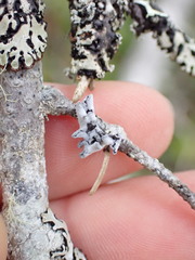 Erioderma sorediatum