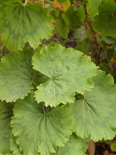Pelargonium zonale