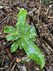 Alseuosmia macrophylla