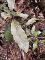 Alseuosmia macrophylla