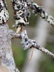 Erioderma sorediatum