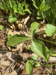 Trillium grandiflorum