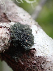 Leptogidium contortum