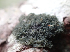 Leptogidium contortum