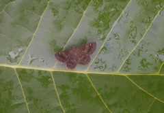 Staphylus ascalaphus