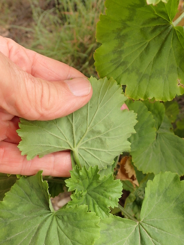 Pelargonium zonale