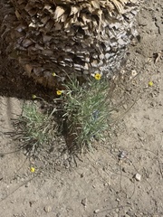 Angiospermae