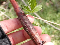 Neolasioptera nodulosa