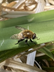 Merodon equestris