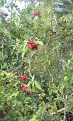 Solanum giganteum
