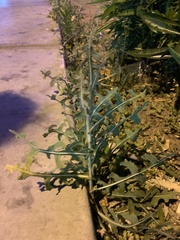 Lactuca serriola