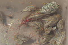 Triops cancriformis