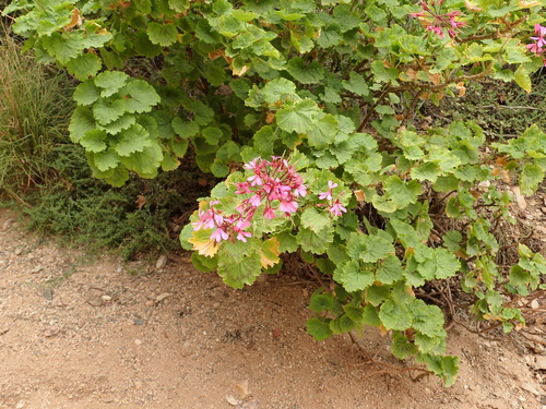 Pelargonium zonale