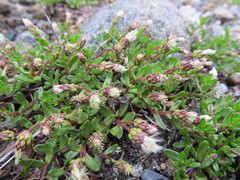 Baccharis nivalis