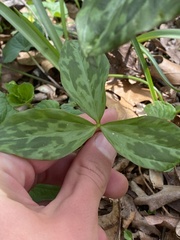 Trillium recurvatum