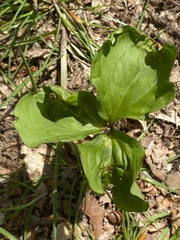 Trillium grandiflorum