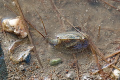 Triops cancriformis