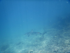 Carcharhinus perezii