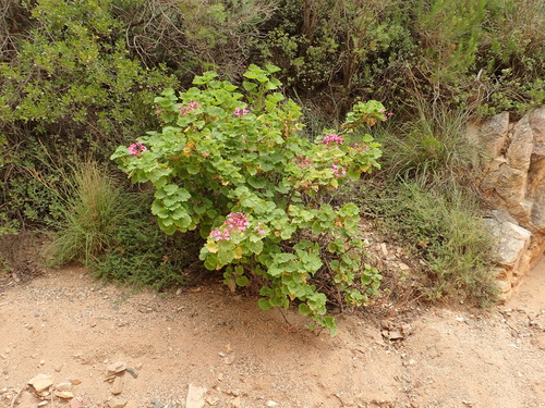 Pelargonium zonale