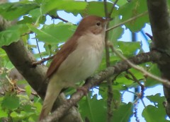 Luscinia megarhynchos