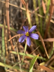 Sisyrinchium funereum