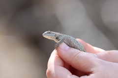 Sceloporus consobrinus