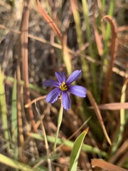 Sisyrinchium funereum