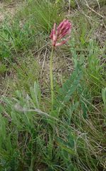 Astragalus brachycarpus