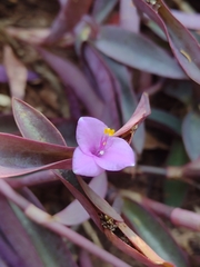 Tradescantia pallida