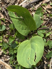 Mertensia virginica
