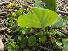 Mertensia virginica