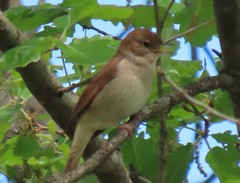 Luscinia megarhynchos