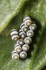 Murgantia histrionica