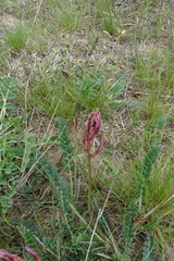 Astragalus brachycarpus