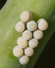 Murgantia histrionica