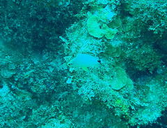 Hypoplectrus unicolor