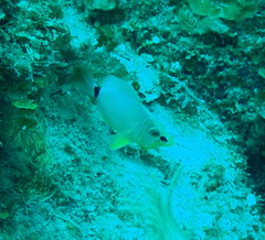 Hypoplectrus unicolor