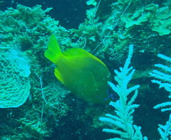 Hypoplectrus gummigutta