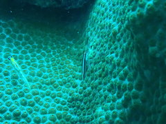 Elacatinus illecebrosus