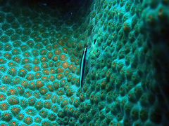 Elacatinus illecebrosus