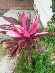Cordyline fruticosa