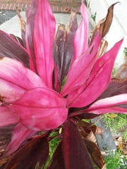 Cordyline fruticosa