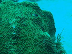 Elacatinus illecebrosus